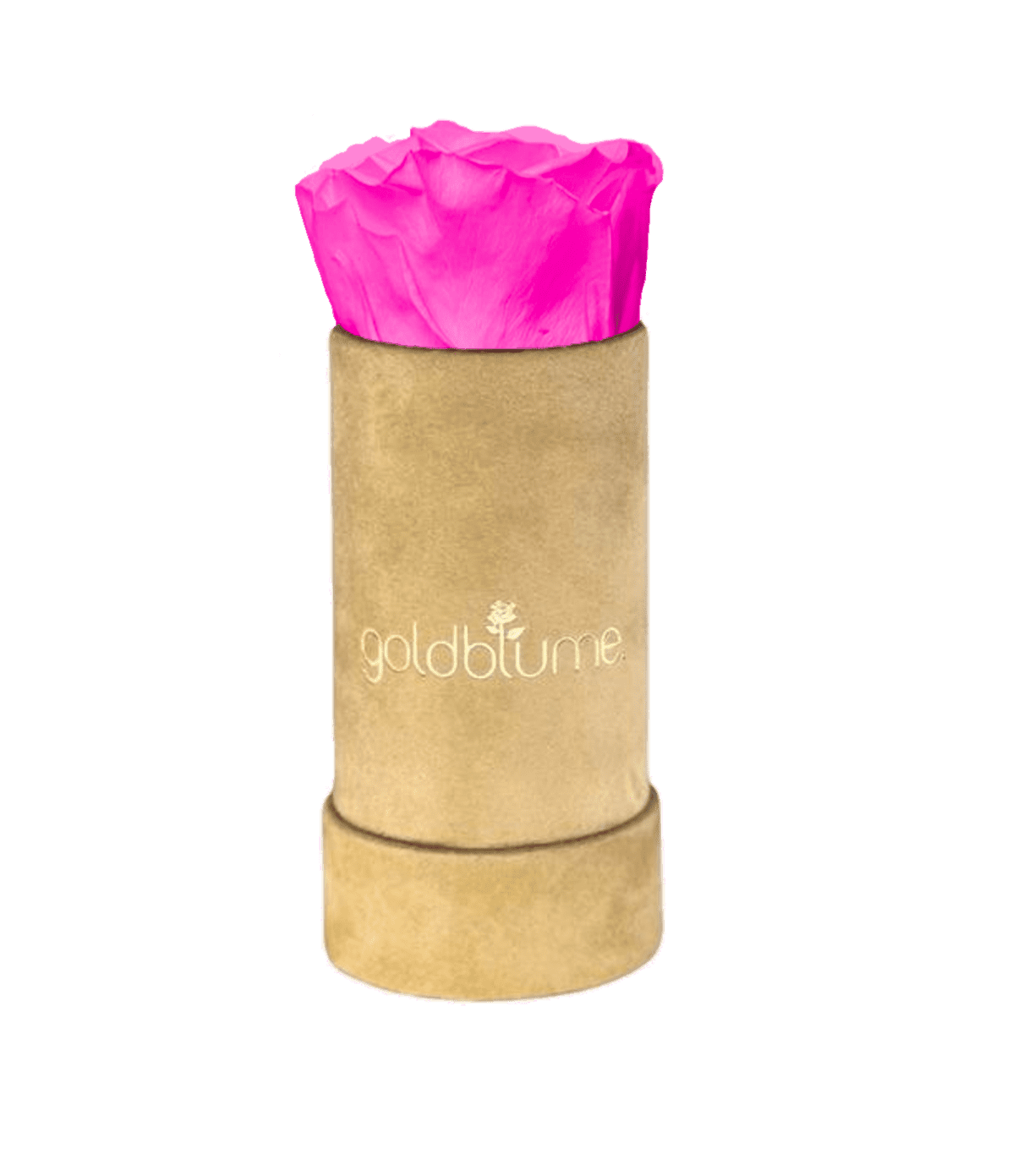 Velvet Beige Collection - Goldblume