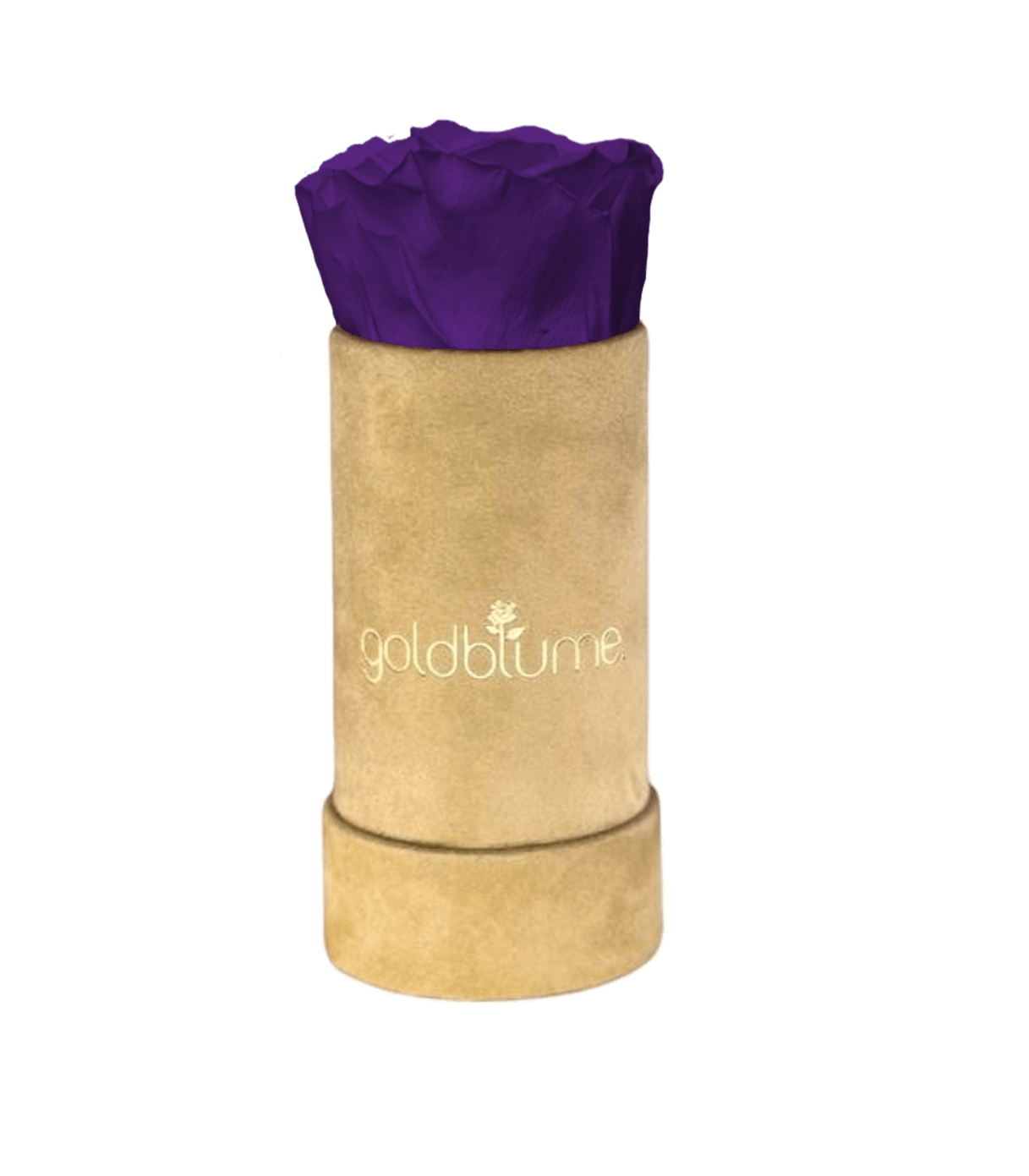 Velvet Beige Collection - Goldblume
