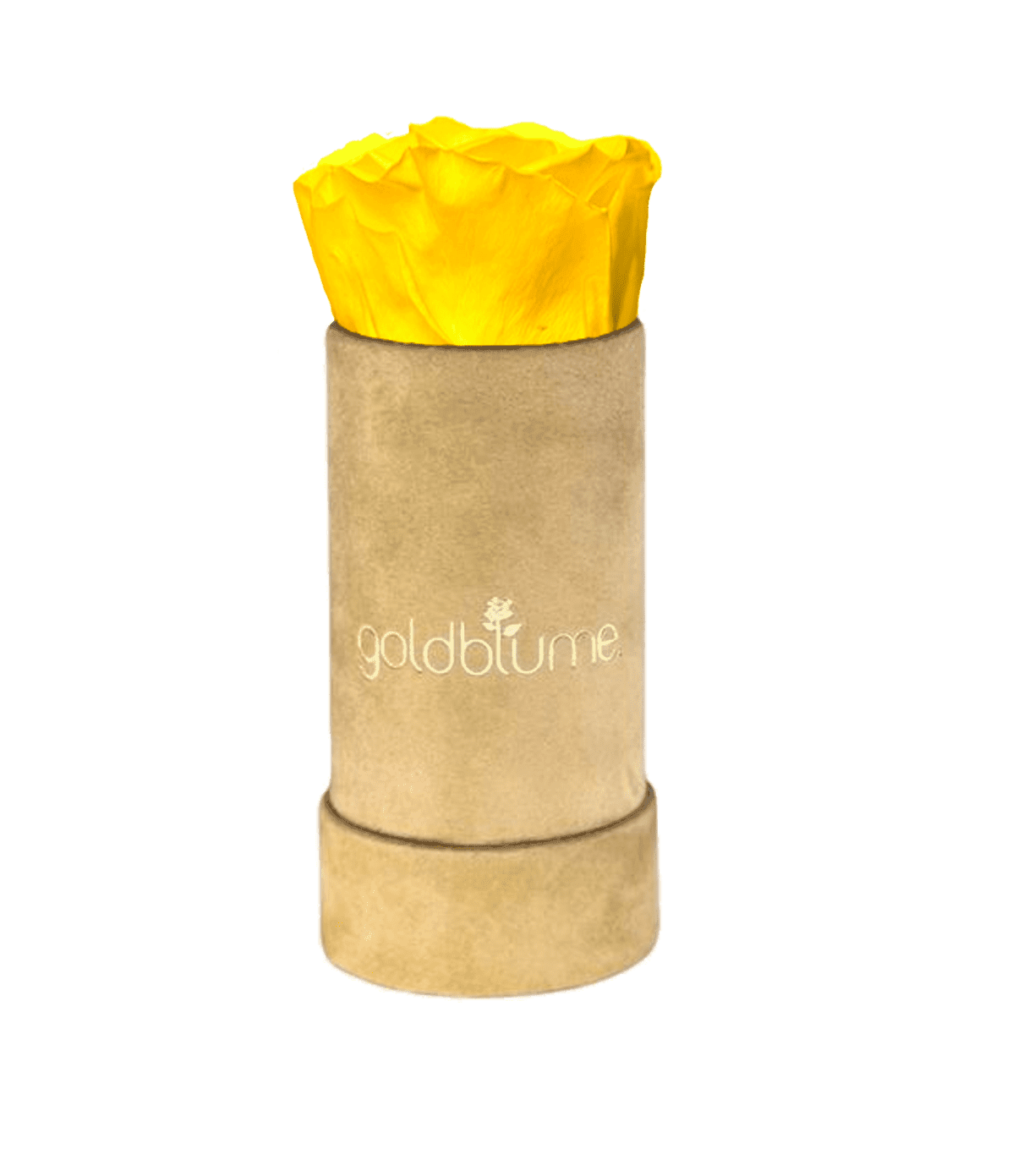 Velvet Beige Collection - Goldblume