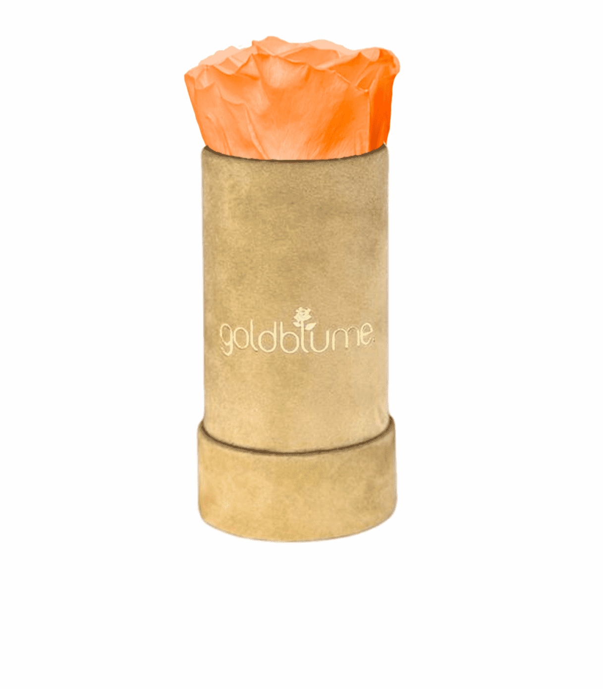 Velvet Beige Collection - Goldblume
