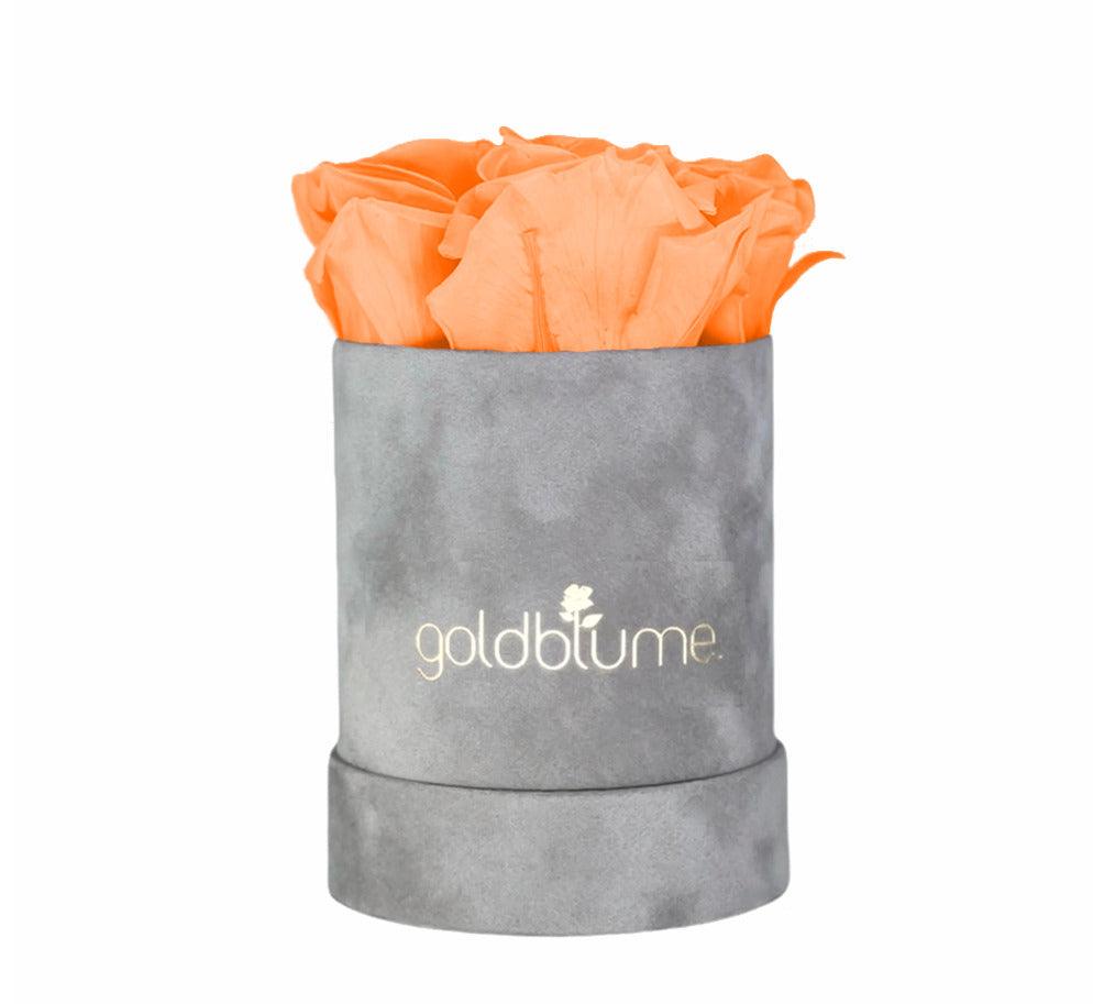 Velvet Grey Collection - Goldblume