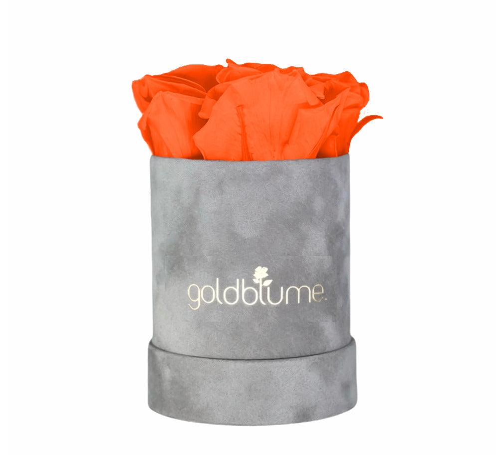 Velvet Grey Collection - Goldblume