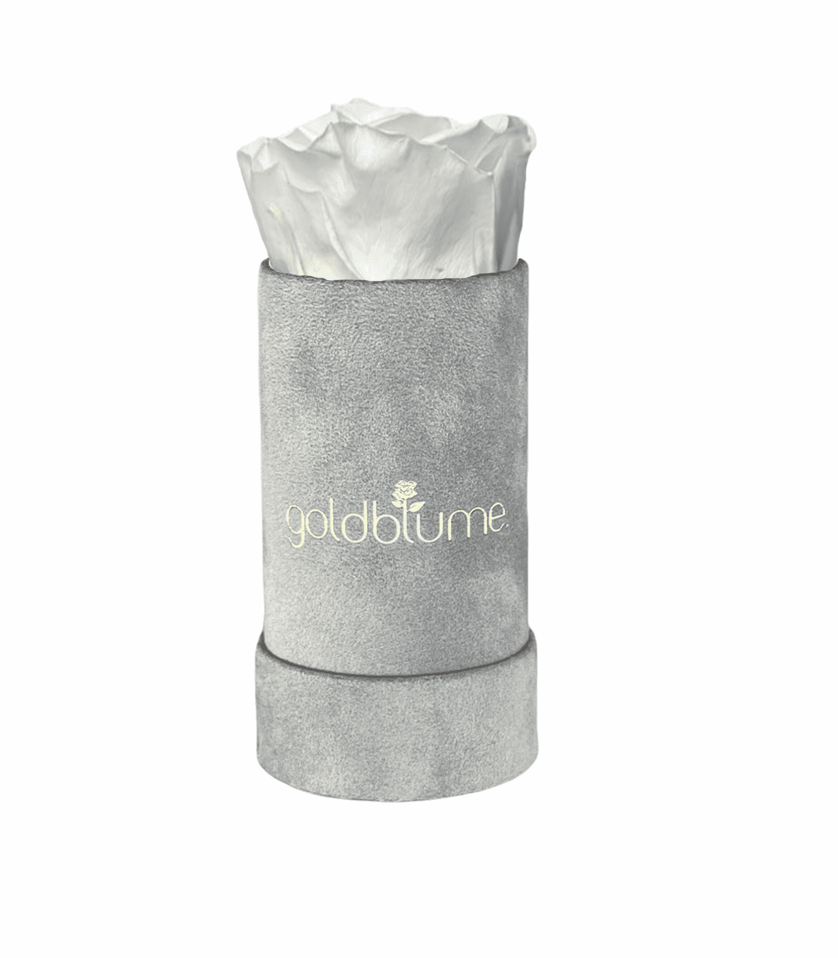 Velvet Grey Collection - Goldblume