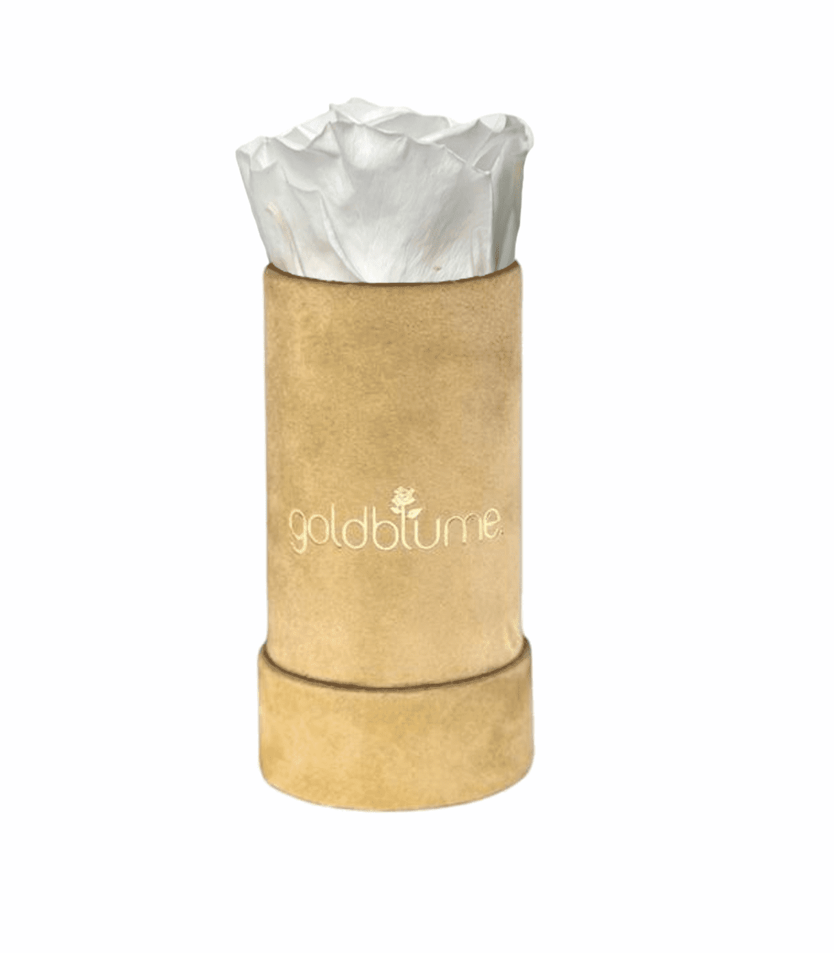 Velvet Beige Collection - Goldblume