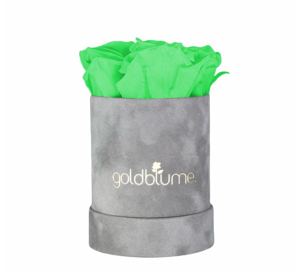 Velvet Grey Collection - Goldblume