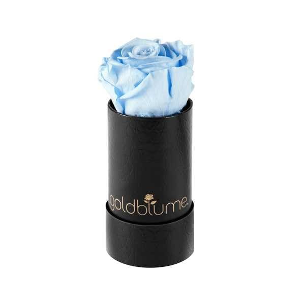Baby klassische - Goldblume