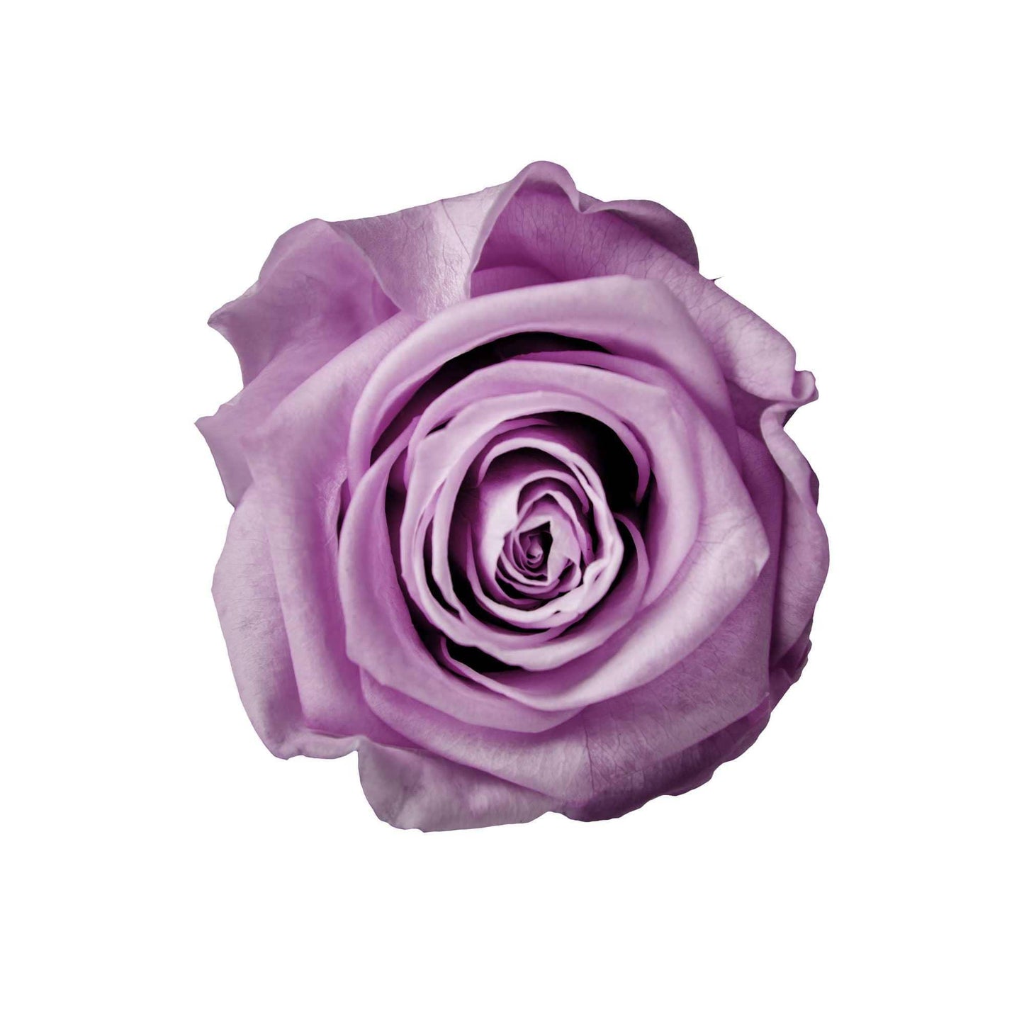 SkyRose Elegance - Goldblume