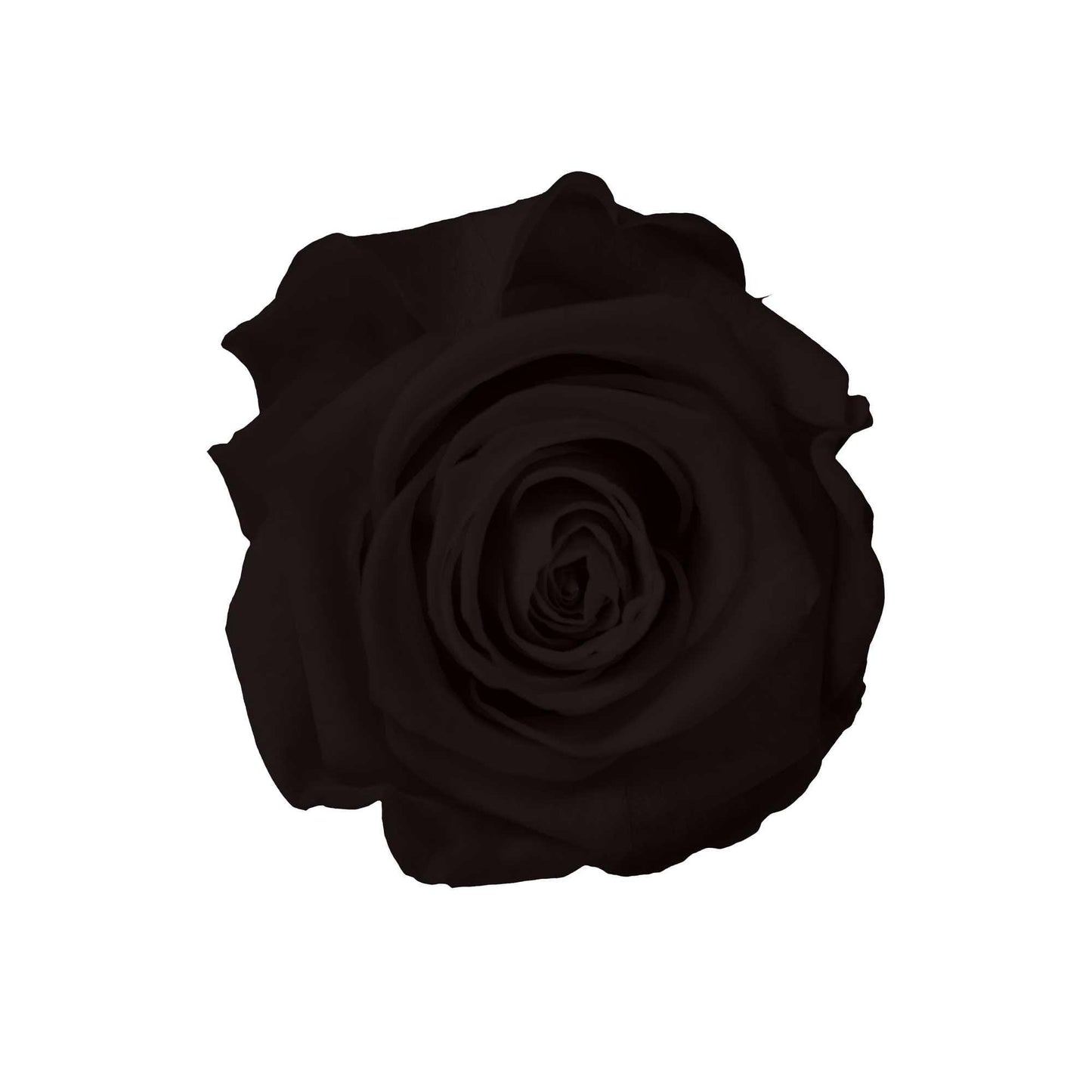 Heart Collection - Goldblume