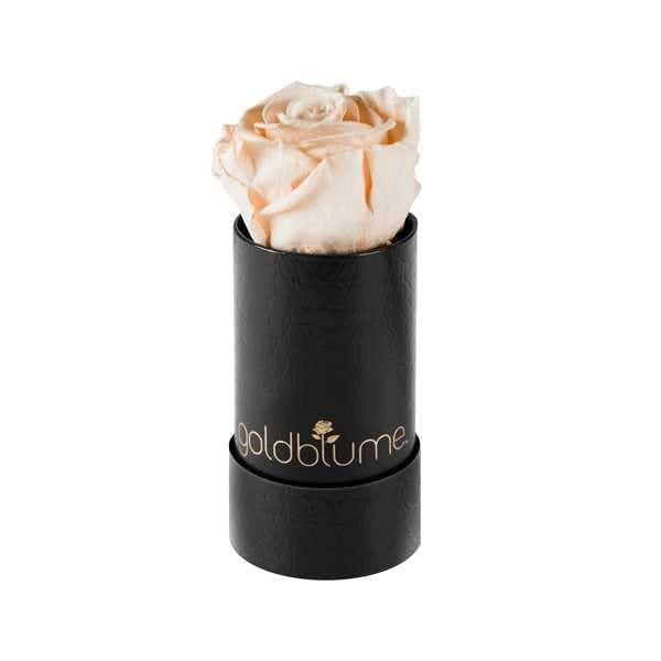 Baby klassische - Goldblume