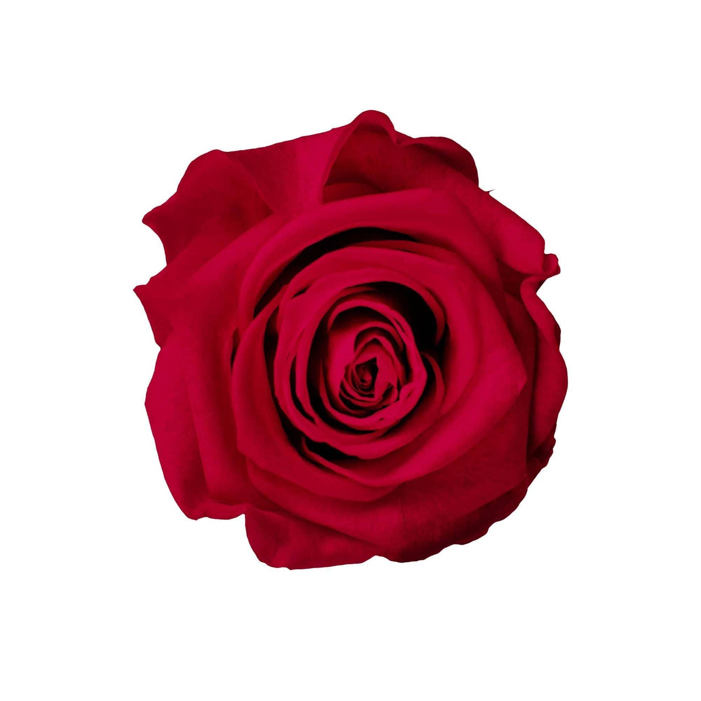 Heart Collection - Goldblume