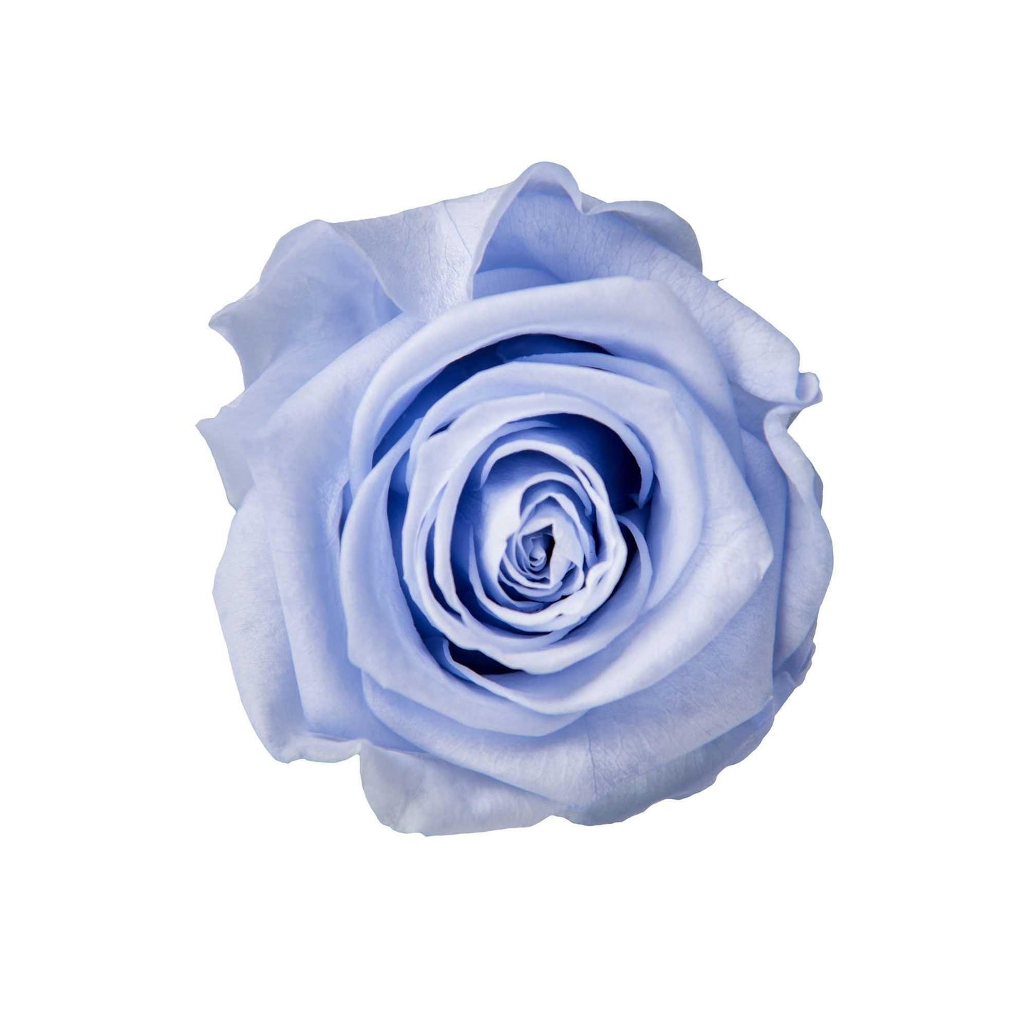 SkyRose Elegance - Goldblume
