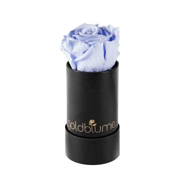 Baby klassische - Goldblume