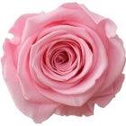 StemElegance Luxe - Das langstielige Rosen Set (5 Stk.) - Goldblume