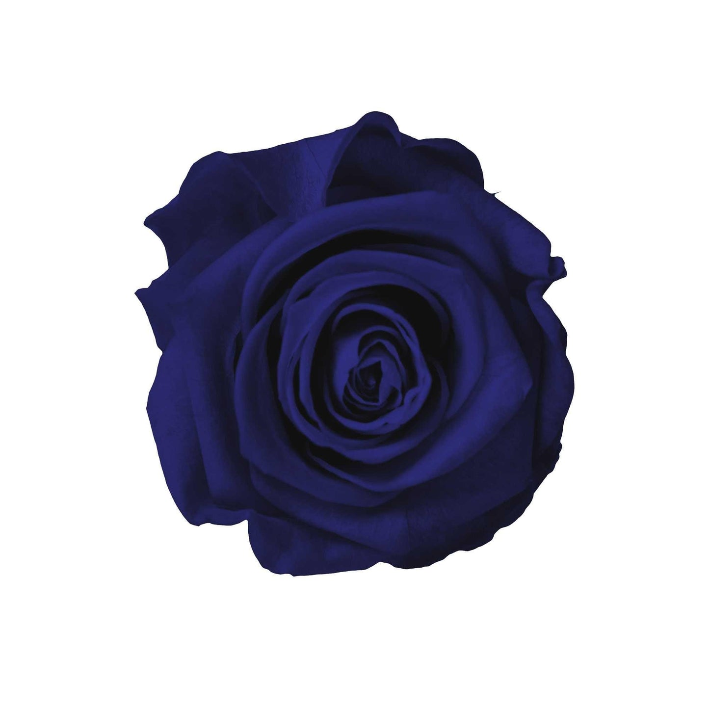 StemElegance - Goldblume