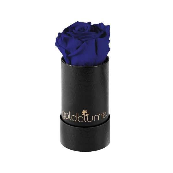 Baby klassische - Goldblume