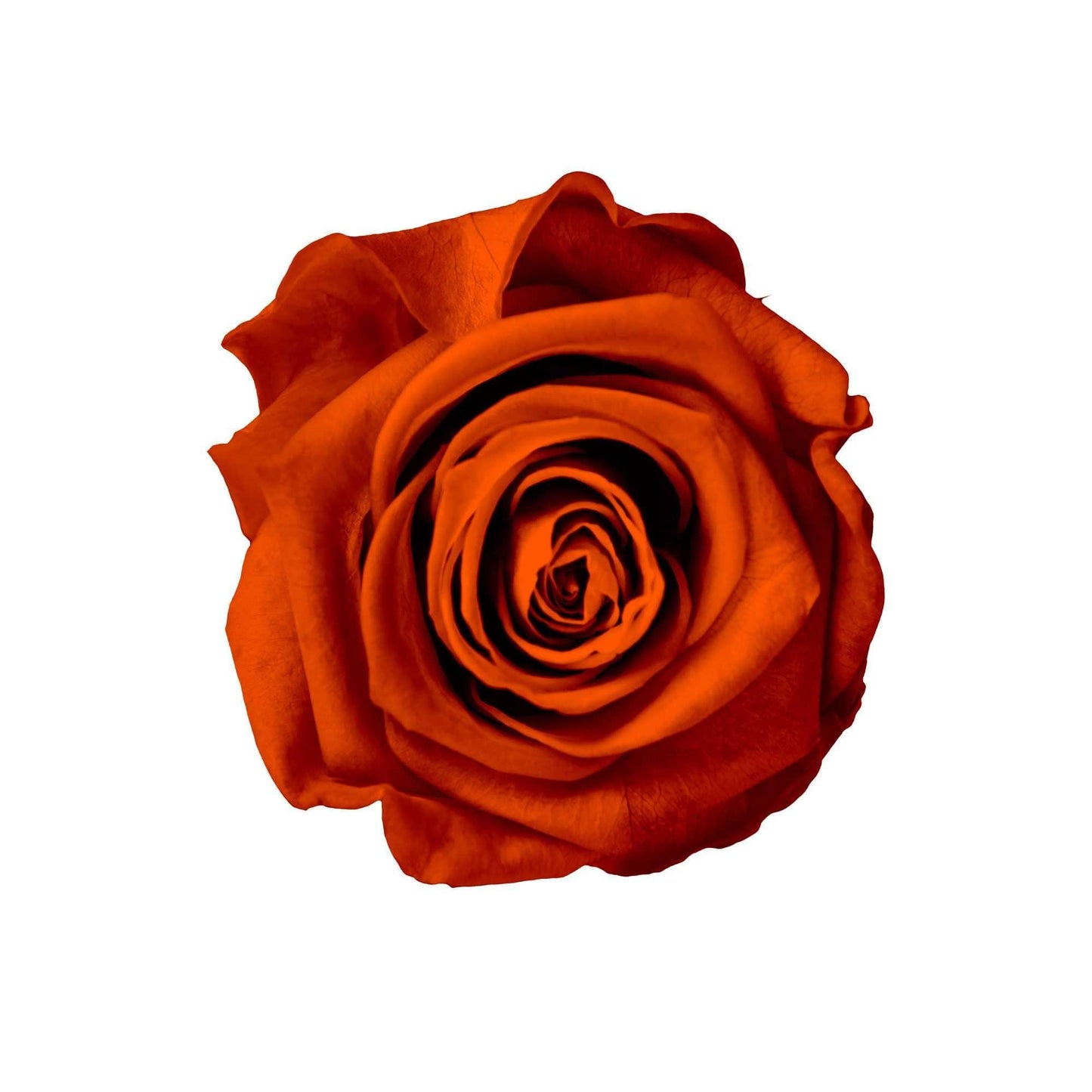 Heart Collection - Goldblume