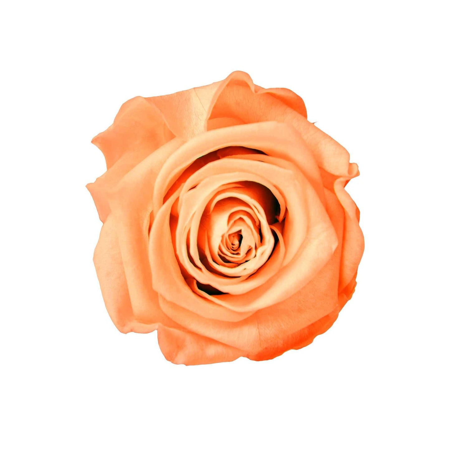StemElegance - Goldblume