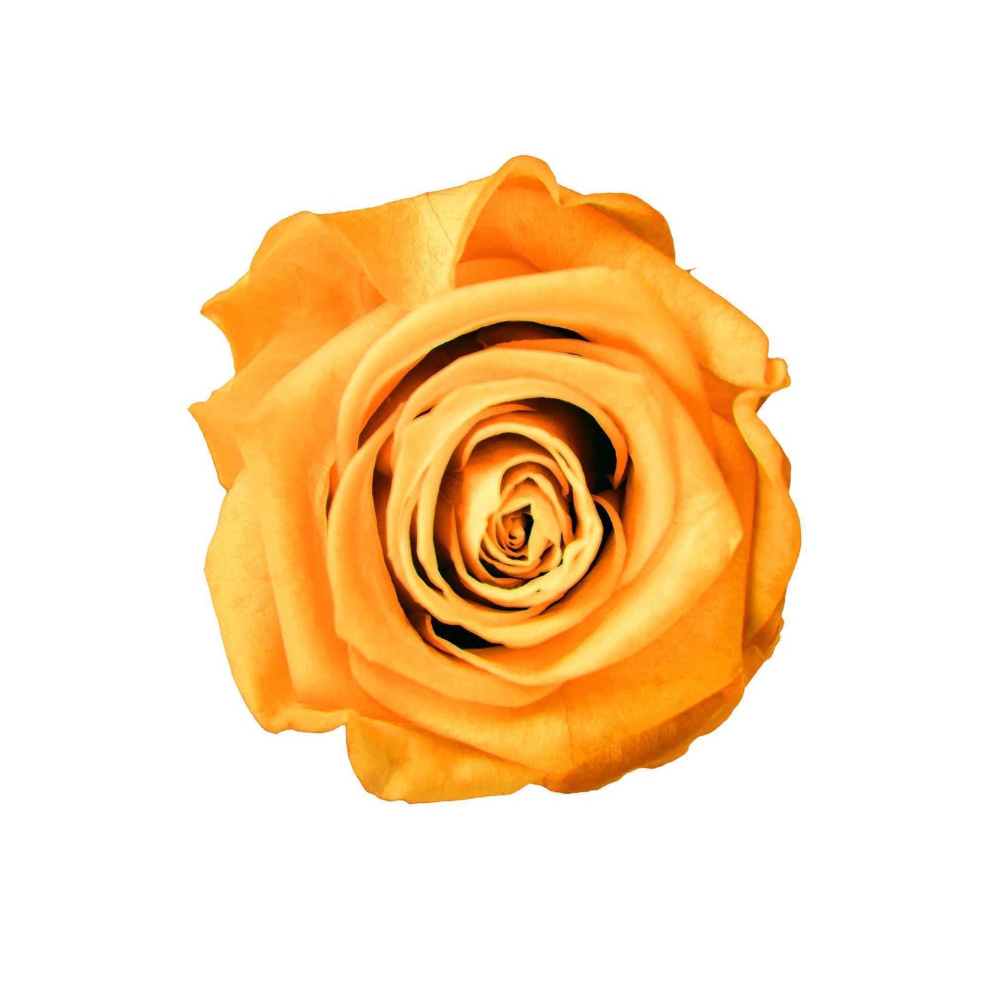 SkyRose Elegance - Goldblume