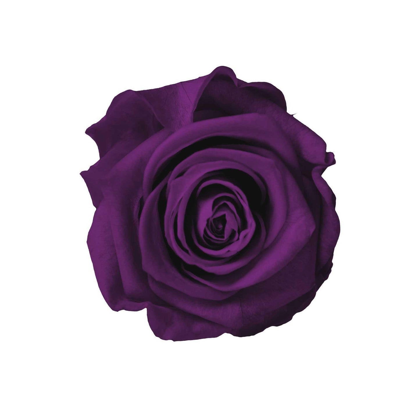 SkyRose Elegance - Goldblume