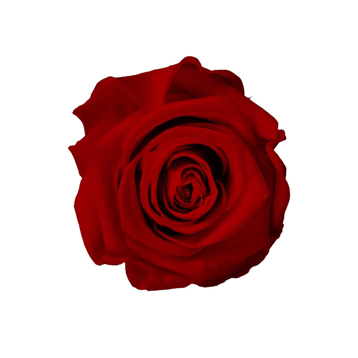 Heart Collection - Goldblume